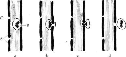 81 A vér alkotóelemei 3-9. ábra. A granulocyták emigrációja a vérből a szövetközti térbe. A: Endothelsejtek, B: neutrofil granulocyta, C: endothelsejtek találkozási helye (junctio).