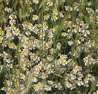 (Elymus repens)