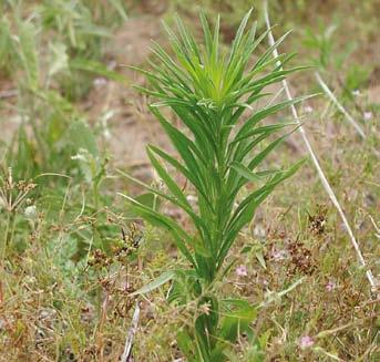 (Convolvulus