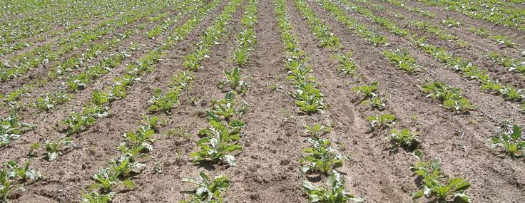 Kultúra Károsító Dózis repce gabona-árvakelés 0,6 0,8 l/ha borsó, burgonya, magról kelő és évelő 0,6 2,4 l/ha cukorrépa, egyszikű