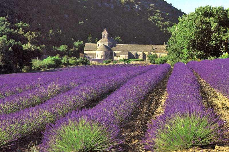 SENANQUE (1148,