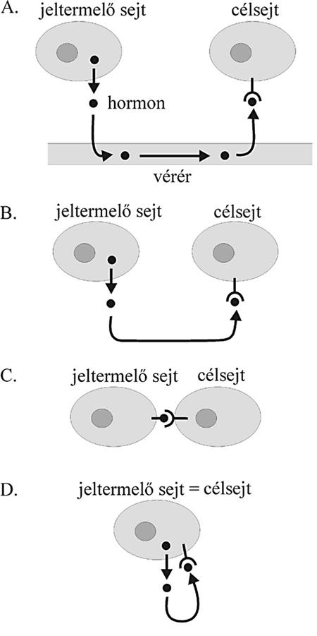 Klasszikus endokrinológia A humorális kommunikáció lehetőségei