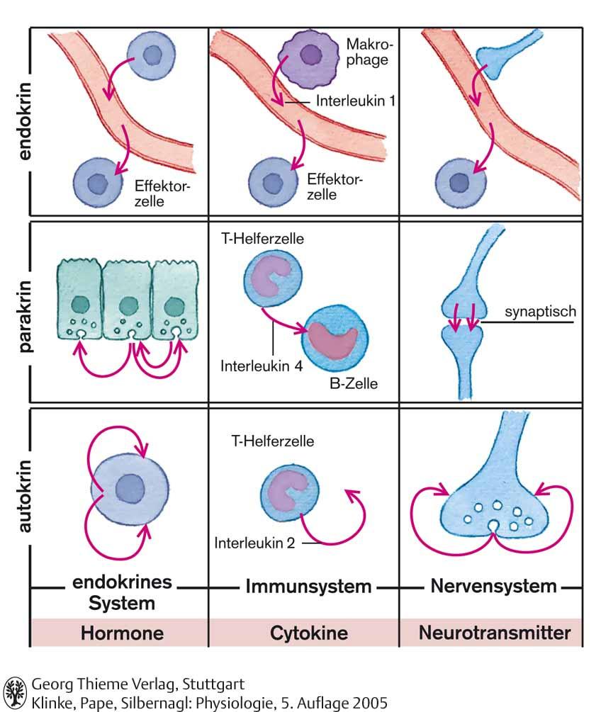 lehetőségei T-helper sejt szinapszis B sejt T-helper sejt endokrin