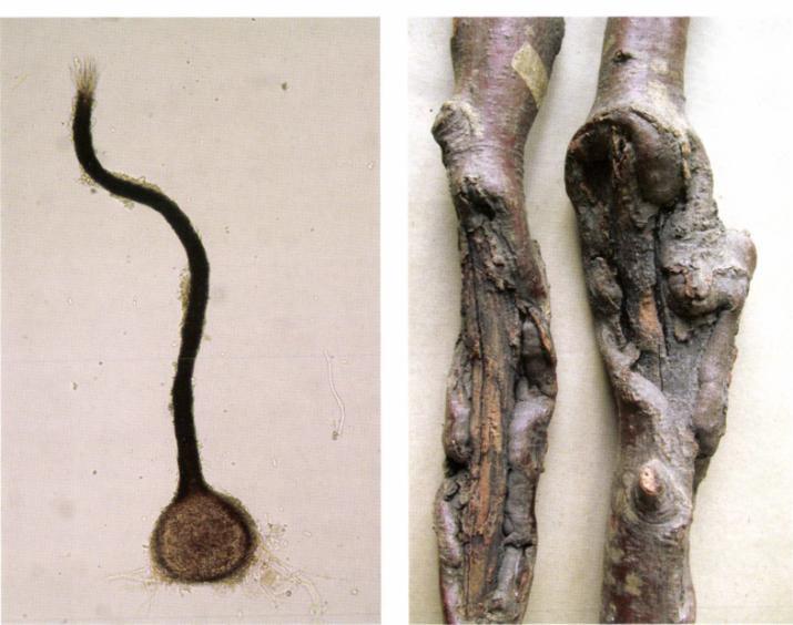 10. kép: Ceratocystis fimbriata