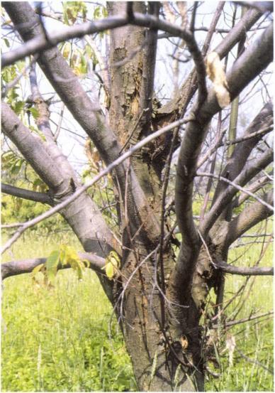 13. kép: Virulens Cryphonectria