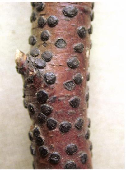 15. kép: Diatrype disciformis