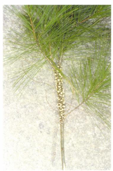 26. kép: Cronartium ribicola
