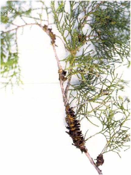 28. kép: Gymnosporangium