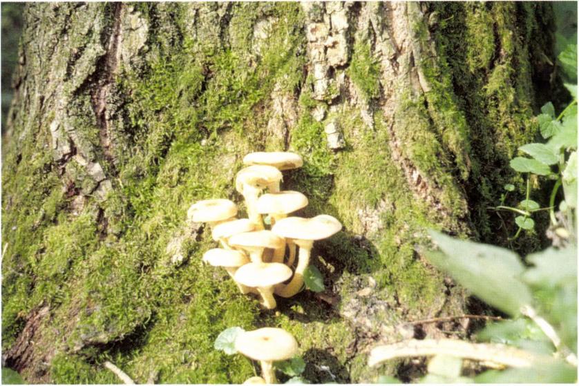 30. kép: Armillaria mellea termőtestcsokra