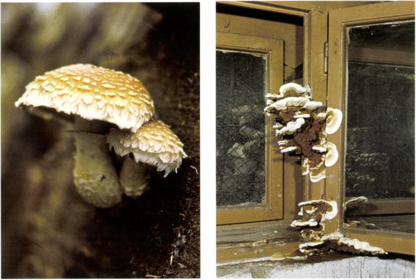 kép: Nyár-tőkegomba (Pholiota destruens)