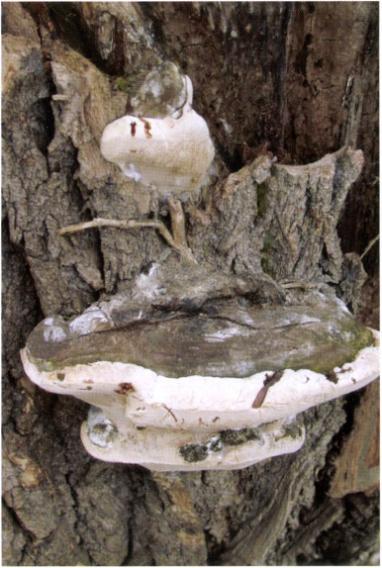 35. kép: Parázstapló (Phellinus