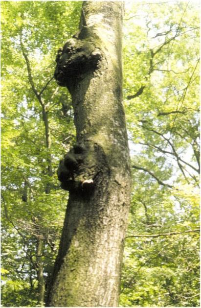 kép: Nyártapló (Phellinus