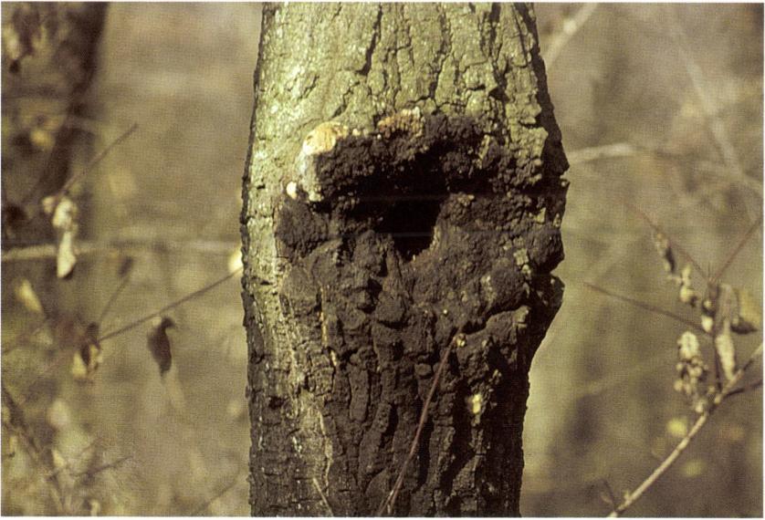 39. kép: Kétalakú csertapló (Inonotus nidus-pici)