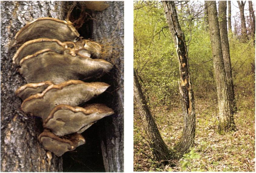 kép: Vékony rozsdástapló (Inonotus cuticularis)