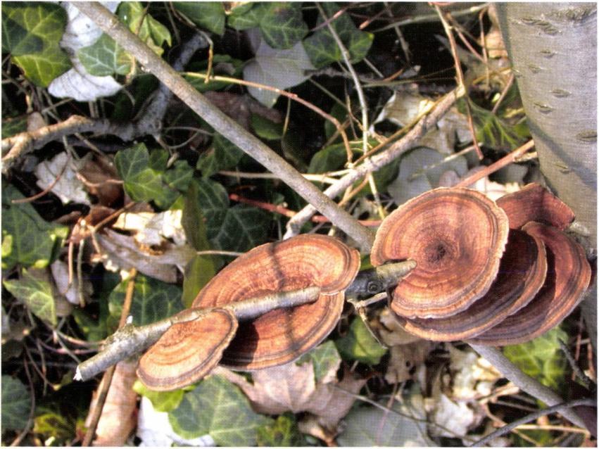 46. kép: Daedaleopsis confragosa