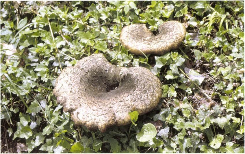 kép: Pisztricgoniba (Polyporus