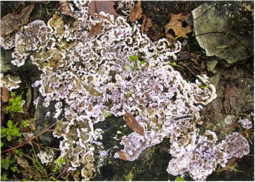 48. kép: Lilás réteggomba (Chondrostereum