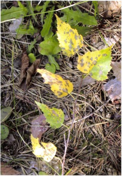 kép: Discula betulina