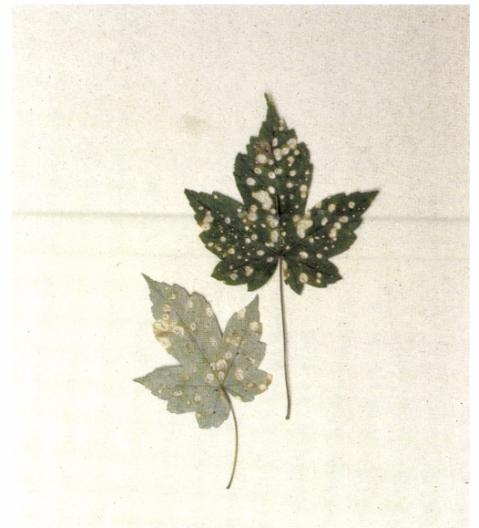55. kép: Cristulariella