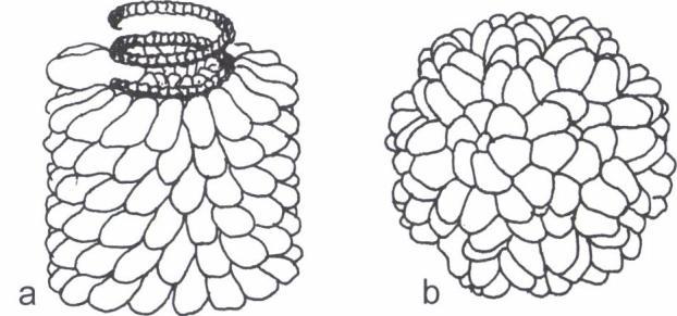 1. ábra: Helikális (a) és izometrikus (b) vírusfelépítés A vírusok mérete nanométer nagyságrendű, a baktériumszűrőkön áthaladnak, felfedezésük is ehhez kapcsolódik (vírus = méreg, vagyis a