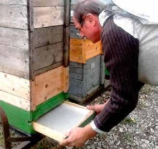 végeztük. Méhcsaládonként egy mintavételhez legalább 300 darab méhet ráztunk le a fészekkeretekről. A méheket mélyhűtéssel kábítottuk el.