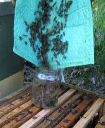 A mintát mosószeres vízben felráztuk, hogy az atkák leváljanak a méhek felületéről. A felrázott mintát dupla mézszűrőre öntöttük és vízsugárral átöblítettük.