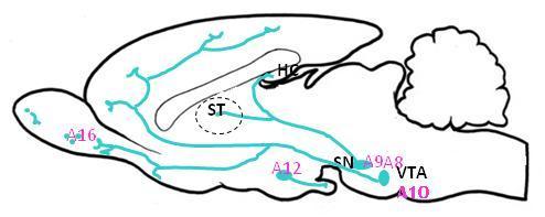 suprachiasmatic nucleus T: thalamus HC: hyppocampus