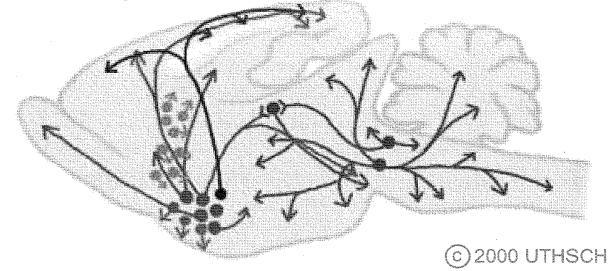 idegsejtek Septum medialia: Ch1 nucl.fasc.