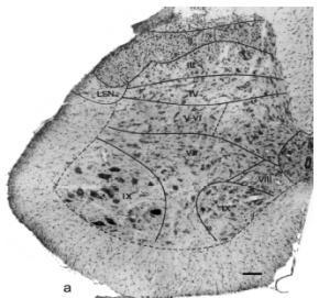 pedunculopontis: Ch5 nucl. tegment.