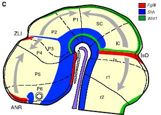 Szerotonerg E1 0, 5