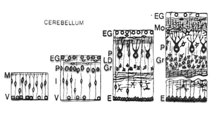 A kisagy-kéreg is primér + szekunder germinatív zónákból származik Primér (belső) germinatív zóna: Purkinje és Golgi sejtek, valamint a mély kisagyi magvak