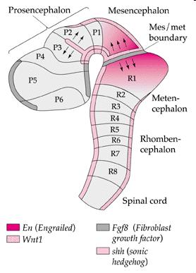 Anterior