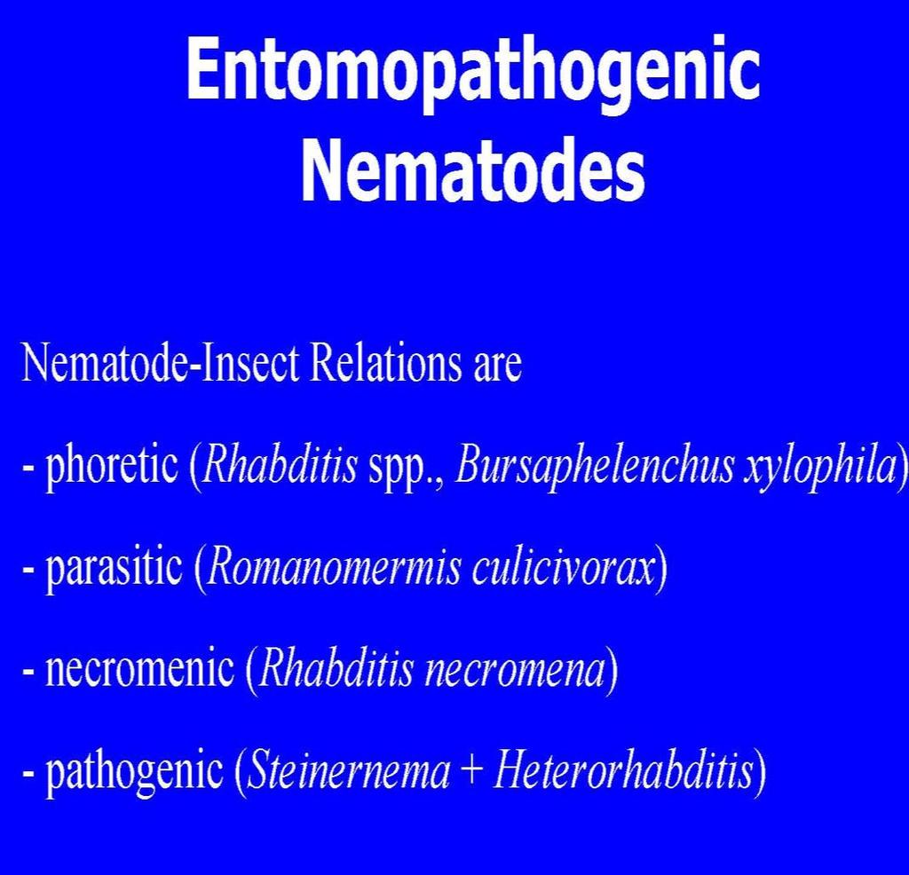 Természetes rovar nematoda kapcsolatok Insect nematode relations in the nature A kapcsolat természete: Foretikus (Rhabditis sp.