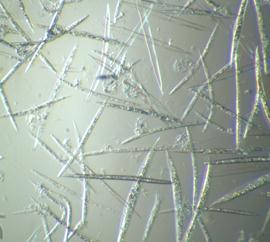 , 1998), ELTE, genetika Tanszék Above: Control and transgenic