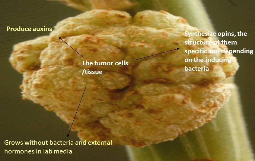 Biological Control of Plant