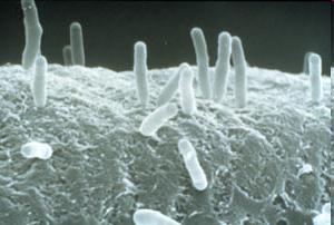 Biological Control of Plant pathogenic bacteria A.