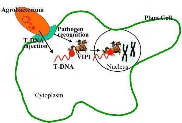 Biological Control of Plant pathogenic bacteria Pathomechanizm of Agrobacterium (Agrobacterium patomechanizmusa): Az Agrobacterium sejt soha nem hatol be a növényi sejtbe.