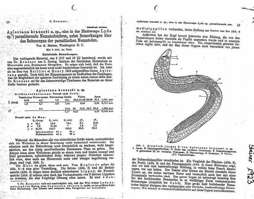 EPN taxonómia: Taxonomy of EPN Historical Review into EP Nematology Steiner, G.
