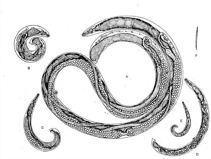 Taxonomy of EPN: Historical Review Steiner, G. in 1929 described Neoaplectana glaseri.