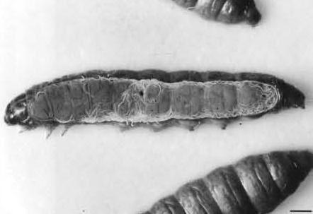 in 1931 together with McCoy and Girth used Neoaplectana glaseri to control grubs of Japanese beetle. Their published reports ended in 1942. 1938: McCoy et al.