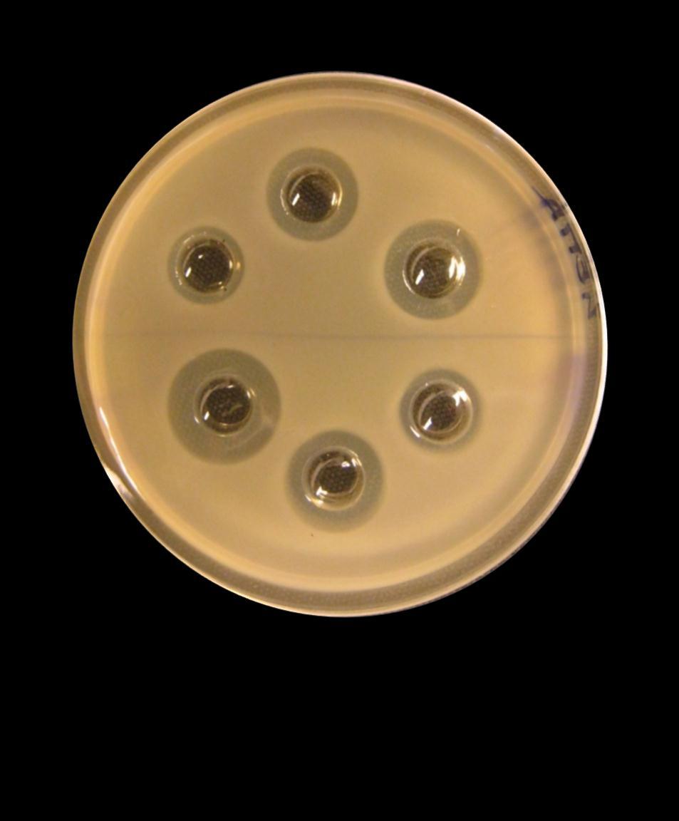 lachrymans EMC Pseudomonas  syringae X.