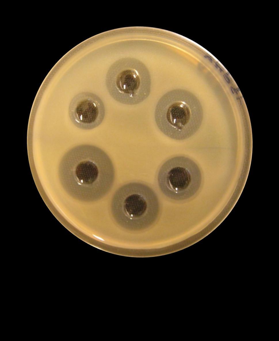 budapestensis (EMA) és X.