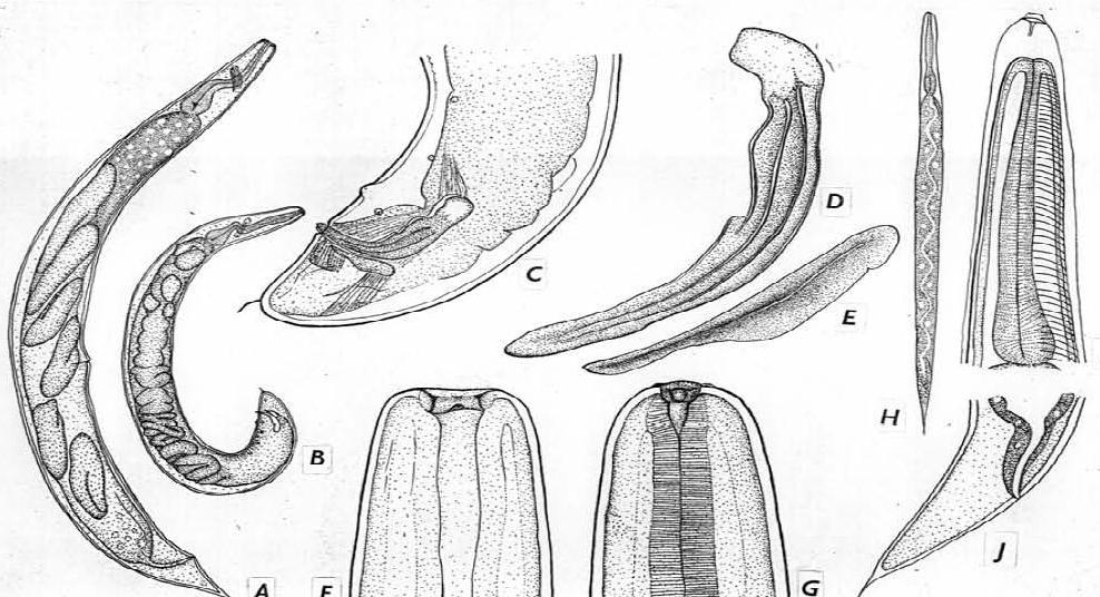 Taxonomy of EPN: Historical Review Neoaplectane
