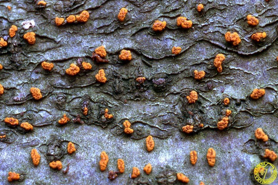 Biological Control of Plant pathogenic fungi Hipovirulencia: Cryphonectria parasitica (syn: Endothia parasitica) Szelídgesztenye kéregrák (Merkel, 1904): mára közel 4 millió fa pusztult el