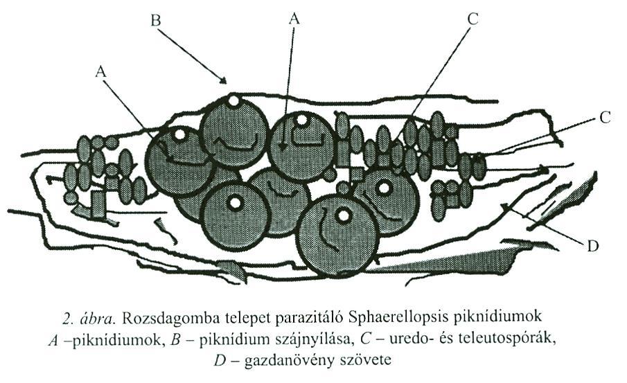 Biological Control of Plant pathogenic fungi Sphaerellopis sp.