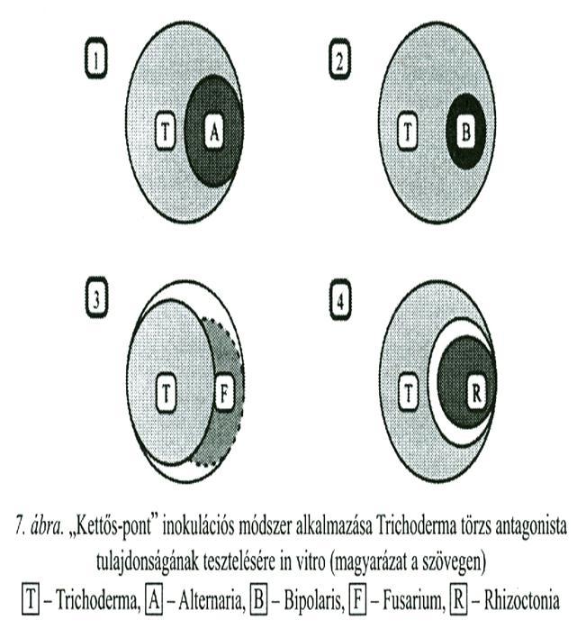 Biological Control of Plant pathogenic fungi Biológiai védekezés Trichoderma fajokkal Biological control by using Trichoderma species Double point : Kettős pont inokulációs módszer 1.