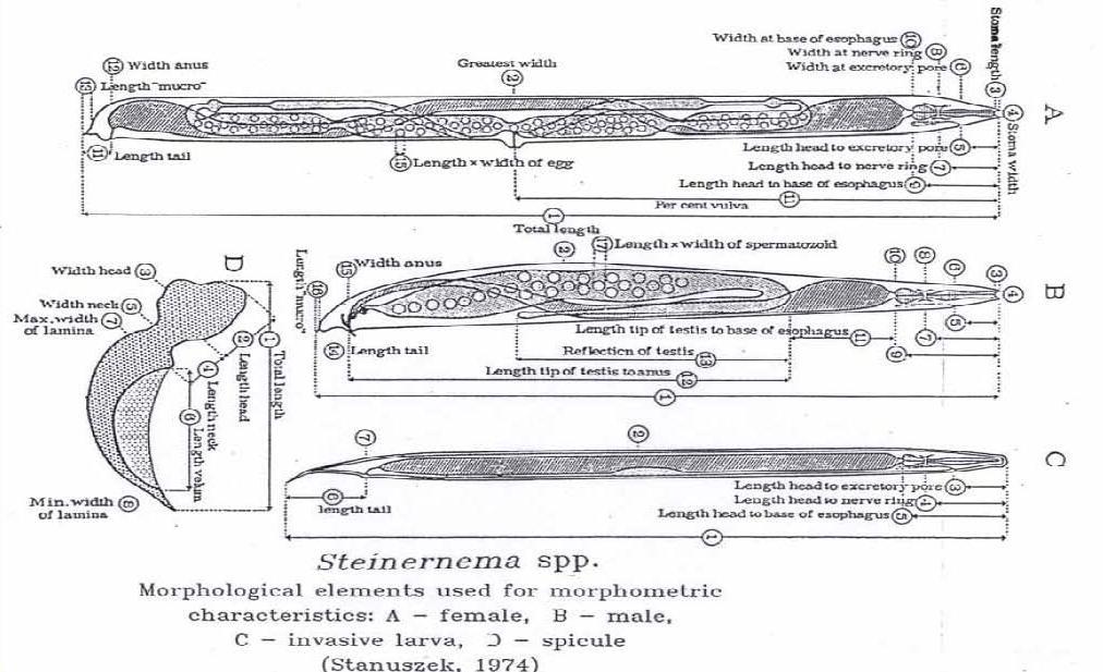 A legfontosabb