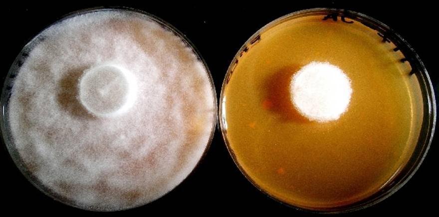 Biological Control of Plant pathogenic fungi Effect of cell-free conditioned media (CFCM) of X. szentirmaii on the mycelial growth Sejtmentes X.