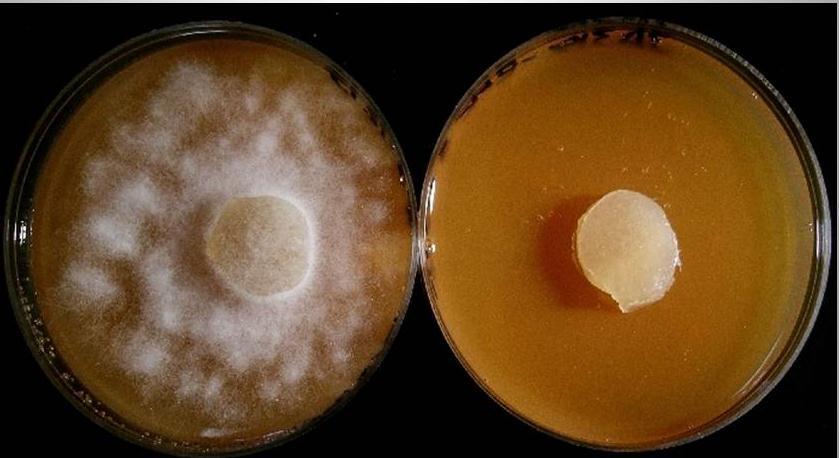 Biological Control of Plant pathogenic fungi Effect of cell-free conditioned media (CFCM) of X. szentirmaii on the mycelial growth Sejtmentes X.