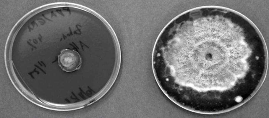 Biological Control of Plant pathogenic fungi X.